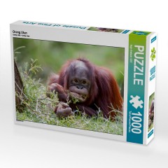 CALVENDO Puzzle CALVENDO Puzzle Orang Utan Пазл CALVENDO Пазл Орангутанг