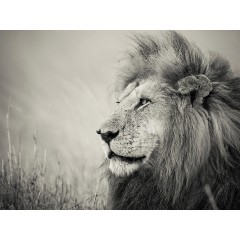 CALVENDO Puzzle CALVENDO Puzzle Emotionale Momente: Lowengesichter Пазл CALVENDO Puzzle Эмоциональные моменты: львиные морды