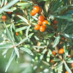 Rausch RAUSCH Hairspray Strong Refill Non-Aerosol RAUSCH Лак для волос Strong Refill, неаэрозольный