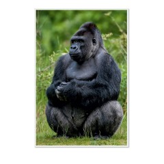 CALVENDO Puzzle CALVENDO Puzzle Emotionale Momente: Aus dem Leben der Familie Gorilla. \/ CH-Version Пазл CALVENDO Пазл Эмоциональные моменты: Из жизни семьи горилл. \/ версия CH