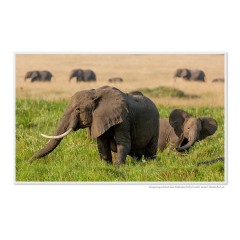 CALVENDO Puzzle CALVENDO Puzzle Emotionale Momente: Aus dem Leben der Elefanten. \/ CH-Version Пазл CALVENDO Пазл Эмоциональные моменты: из жизни слонов. \/ версия CH