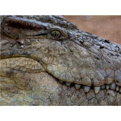 CALVENDO Puzzle CALVENDO Puzzle Krokodile lauern am Ufer des Mara-River auf Beute. Пазл CALVENDO Puzzle Крокодилы подстерегают добычу на берегах реки Мара.