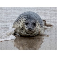 CALVENDO Puzzle CALVENDO Puzzle Seehund auf Helgolands Dune Пазл CALVENDO Puzzle Seal on Helgolands Dune