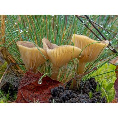 CALVENDO Puzzle CALVENDO Puzzle Ampulloclitocybe clavipes Пазл CALVENDO Puzzle Ampulloclitocybe clavipes